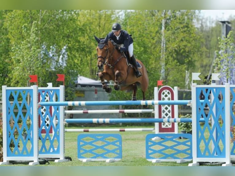 KWPN Klacz 18 lat 167 cm Gniada in Wijchmaal