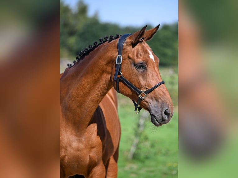 KWPN Klacz 18 lat 167 cm Gniada in Wijchmaal