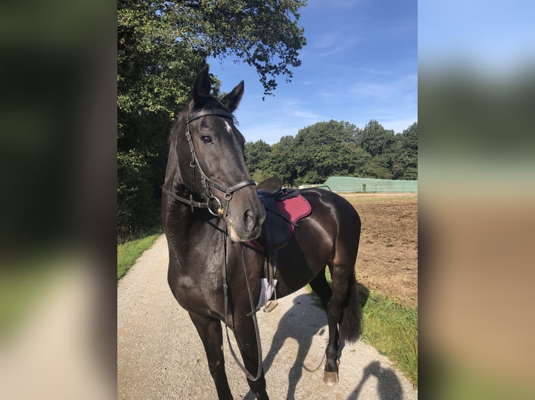 KWPN Klacz 18 lat 170 cm Skarogniada in Altdorf