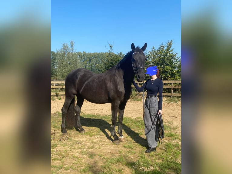 KWPN Klacz 18 lat 171 cm Skarogniada in Wehl