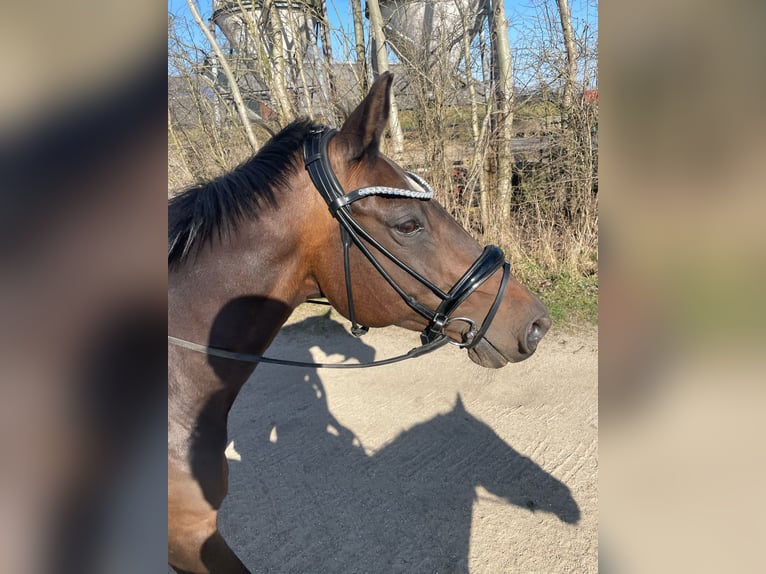 KWPN Klacz 19 lat 165 cm Ciemnogniada in Keijenborg