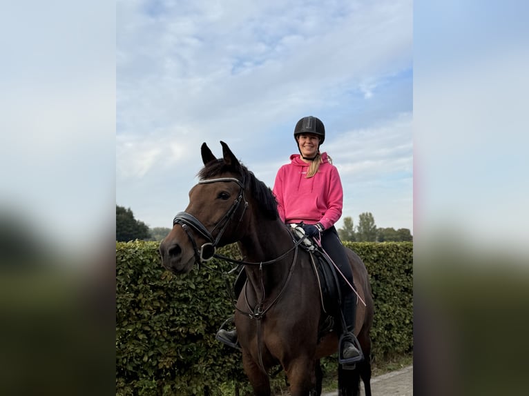 KWPN Klacz 19 lat 170 cm Gniada in Londerzeel