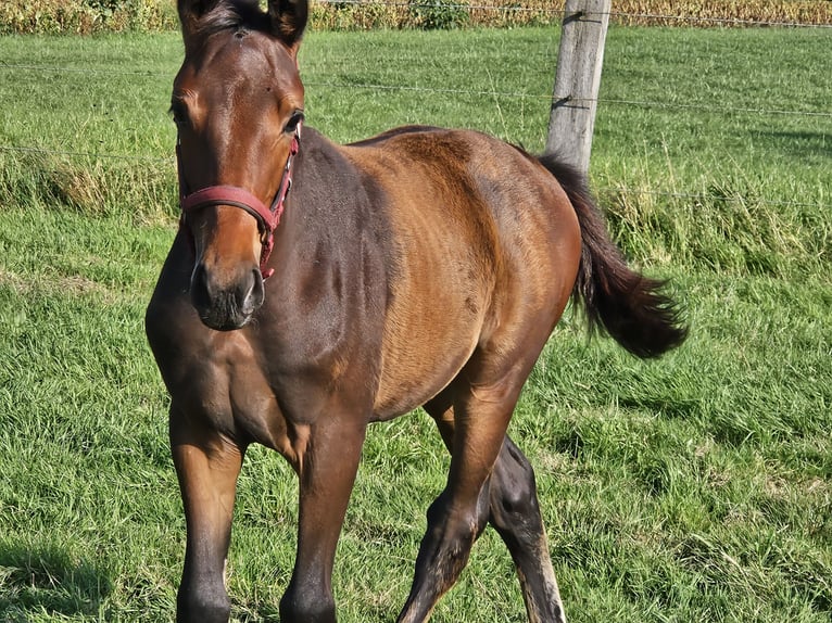 KWPN Klacz 1 Rok 160 cm Gniada in beerse