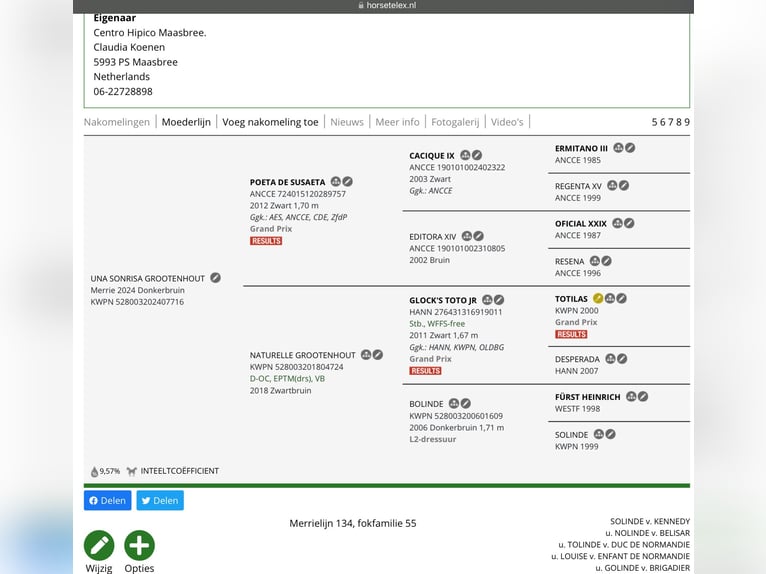 KWPN Klacz 1 Rok 170 cm Ciemnogniada in Maasbree
