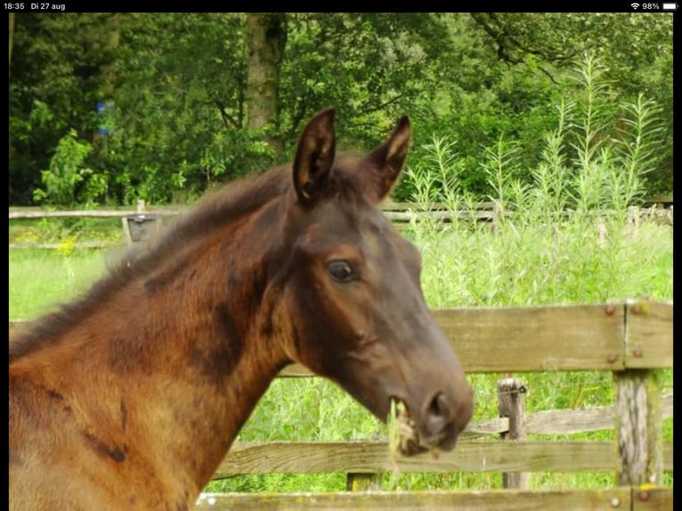 KWPN Klacz 1 Rok 170 cm Ciemnogniada in Maasbree