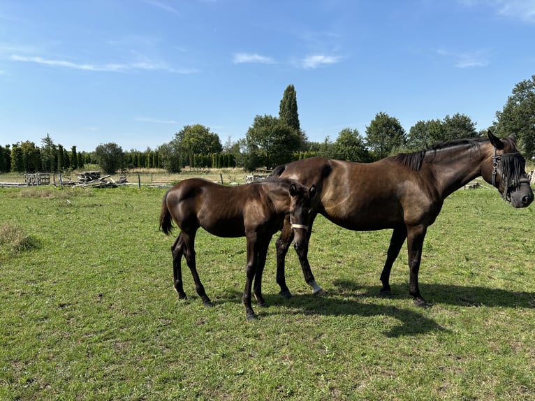 KWPN Klacz 1 Rok 170 cm Ciemnogniada in Maasbree