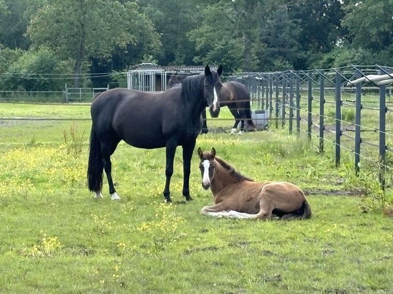 KWPN Klacz 1 Rok 170 cm Ciemnokasztanowata in Maasbree