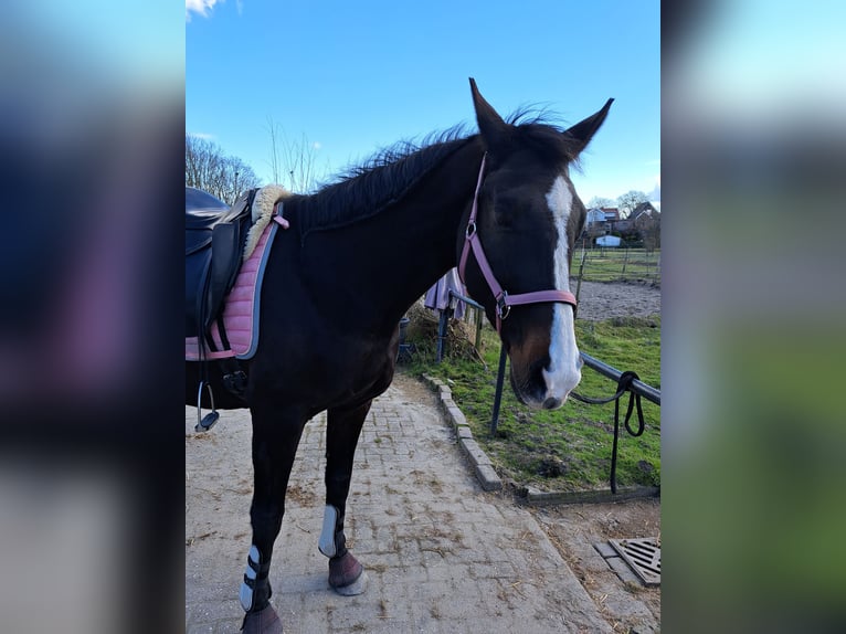 KWPN Klacz 20 lat 164 cm Skarogniada in Rijsenhout