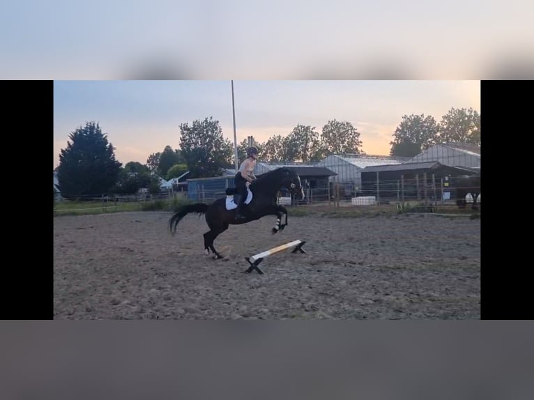 KWPN Klacz 20 lat 164 cm Skarogniada in Rijsenhout