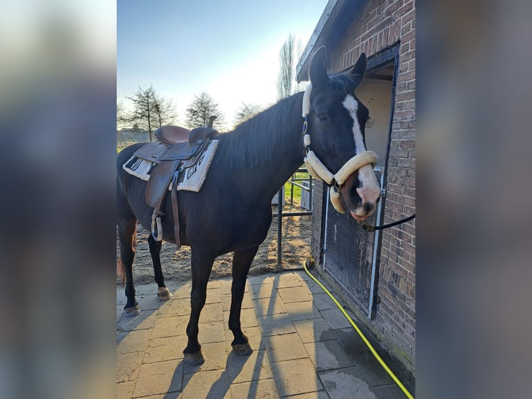 KWPN Klacz 20 lat 164 cm Skarogniada in Rijsenhout