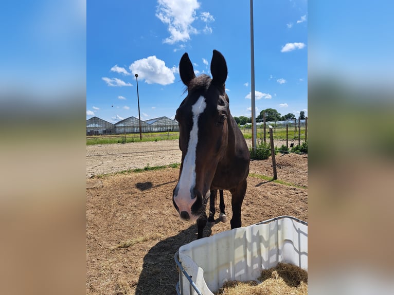 KWPN Klacz 20 lat 164 cm Skarogniada in Rijsenhout