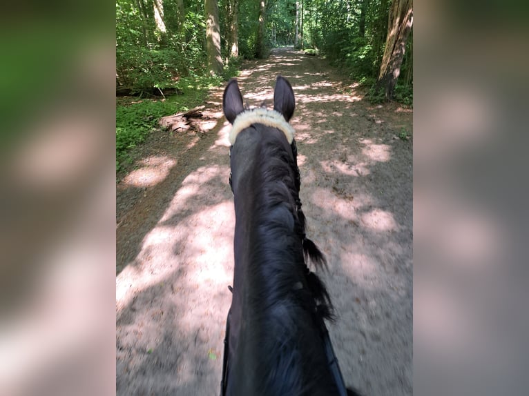KWPN Klacz 20 lat 164 cm Skarogniada in Rijsenhout