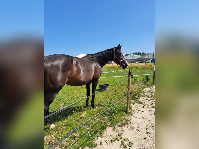 KWPN Klacz 20 lat 164 cm Skarogniada in Rijsenhout