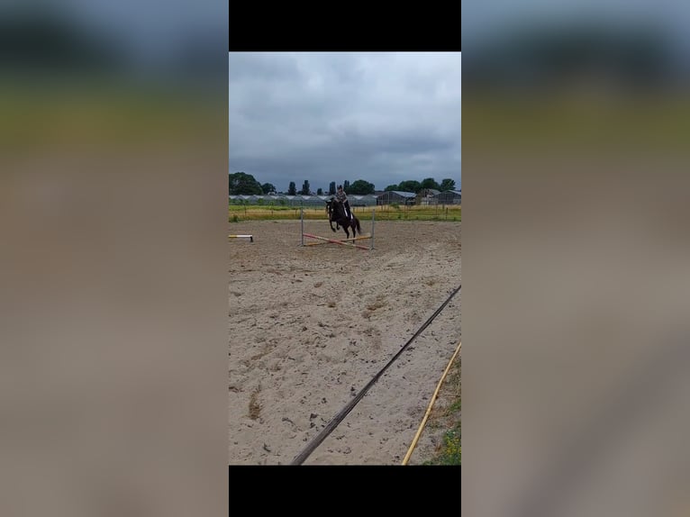 KWPN Klacz 20 lat 164 cm Skarogniada in Rijsenhout