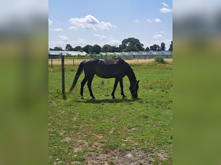KWPN Klacz 20 lat 164 cm Skarogniada in Rijsenhout