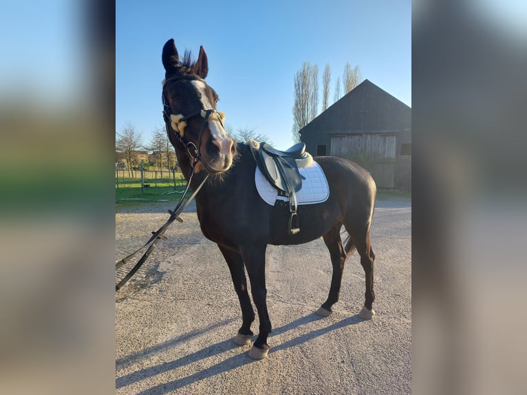 KWPN Klacz 20 lat 164 cm Skarogniada in Rijsenhout