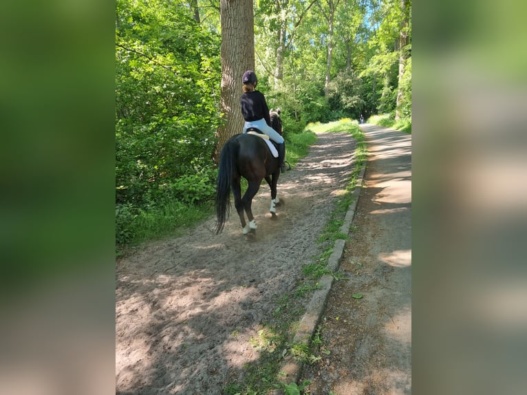 KWPN Klacz 20 lat 164 cm Skarogniada in Rijsenhout