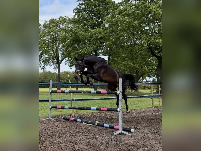 KWPN Klacz 20 lat 170 cm Ciemnogniada in Nijverdal