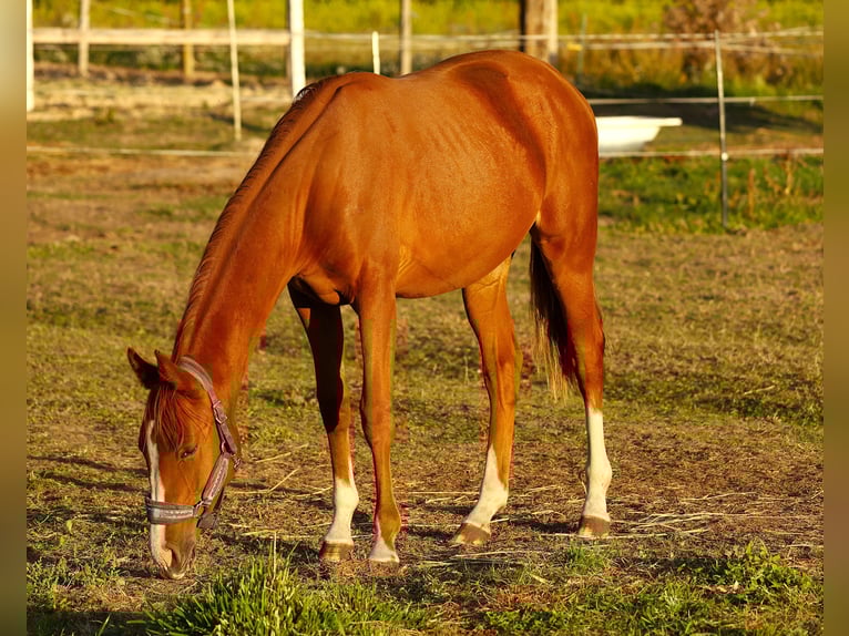 KWPN Klacz 2 lat 155 cm Kasztanowata in Drwalew