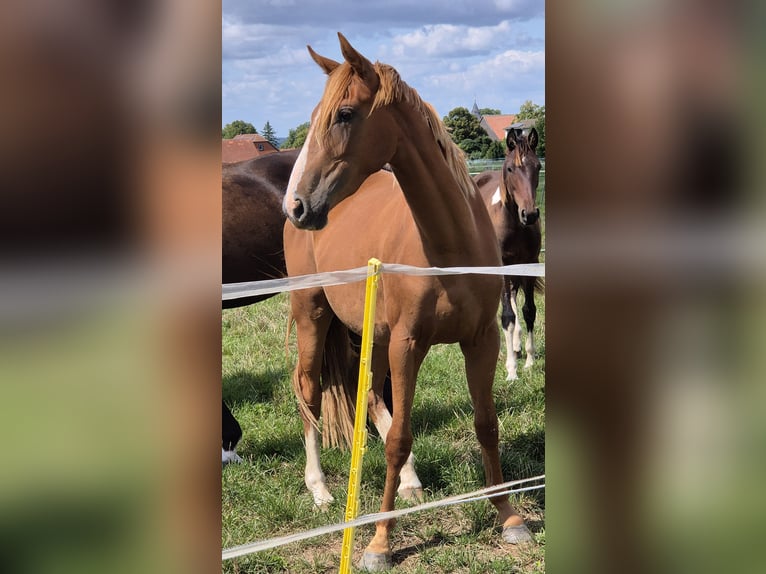 KWPN Klacz 2 lat 158 cm Kasztanowata in Flöthe