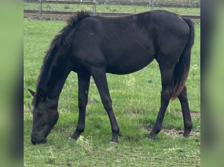 KWPN Klacz 2 lat 160 cm Ciemnogniada in Weelde