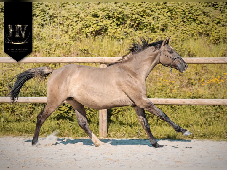 KWPN Klacz 2 lat 160 cm Grullo in Grury