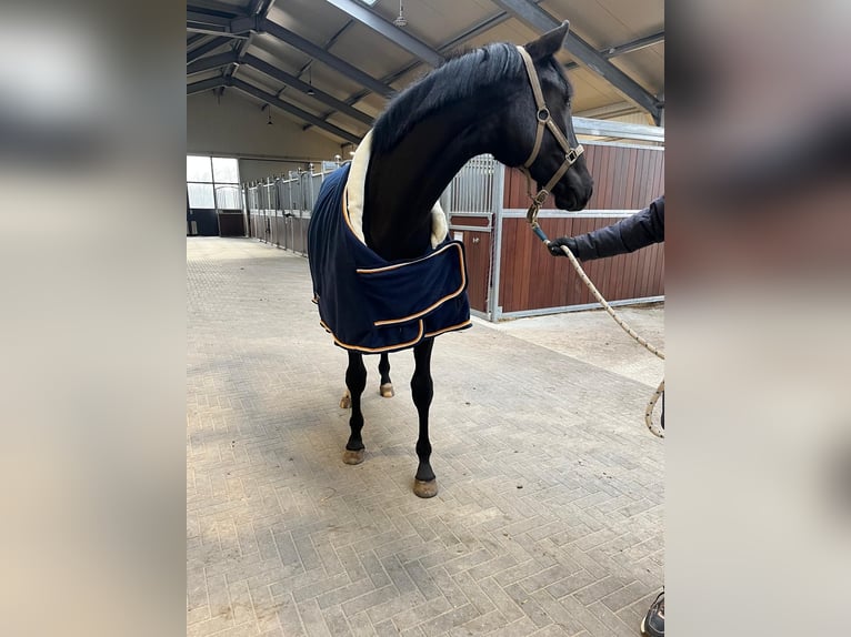 KWPN Klacz 2 lat 160 cm Kara in Putten