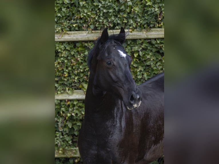 KWPN Klacz 2 lat 160 cm Skarogniada in Waddinxveen