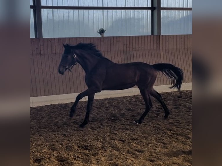 KWPN Klacz 2 lat 162 cm Ciemnogniada in Verl