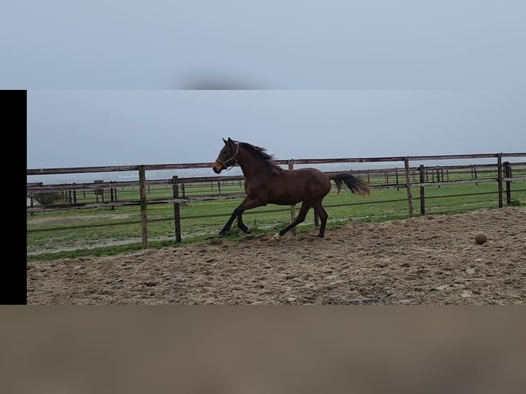 KWPN Klacz 2 lat 164 cm Gniada in Andijk