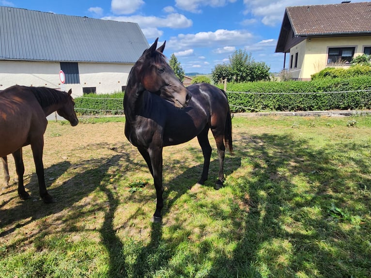 KWPN Klacz 2 lat 165 cm Ciemnogniada in Berkoth