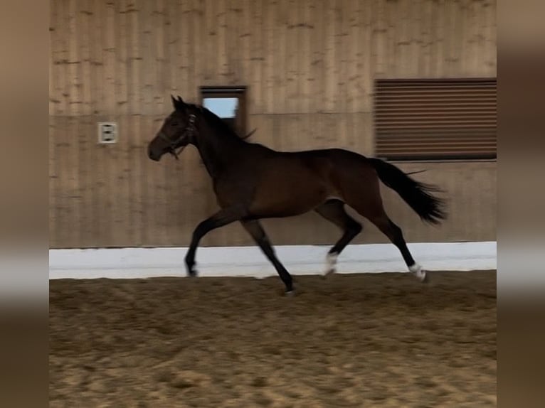 KWPN Klacz 2 lat 165 cm Ciemnogniada in Verl