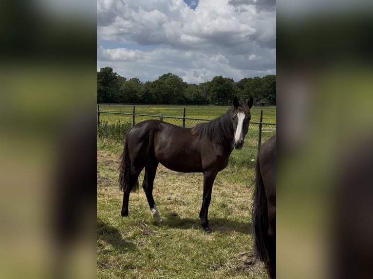 KWPN Klacz 2 lat 175 cm Ciemnokasztanowata in Mönchengladbach