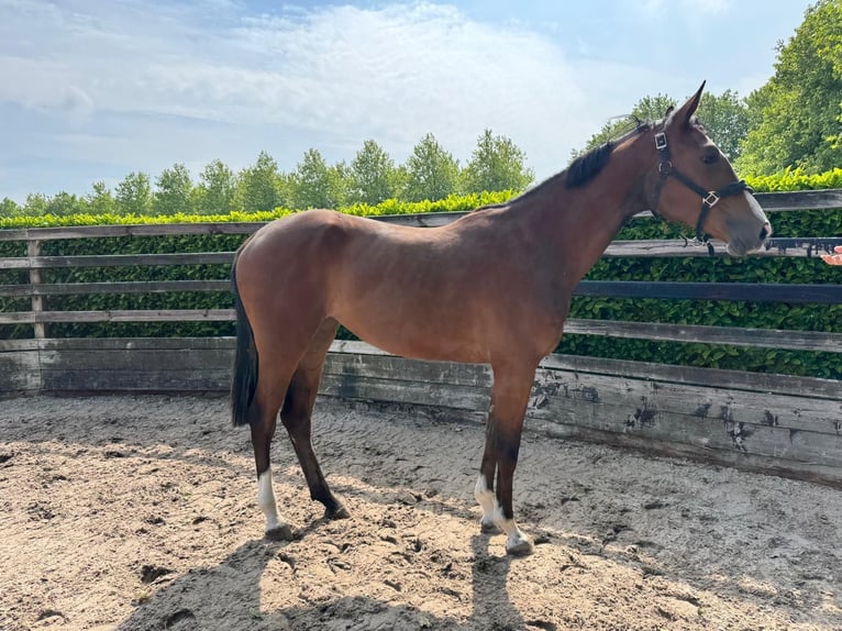 KWPN Klacz 2 lat Gniada in Dinteloord