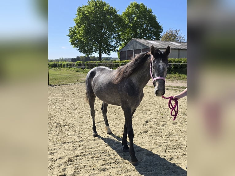 KWPN Klacz 3 lat 150 cm Siwa in Groesbeek