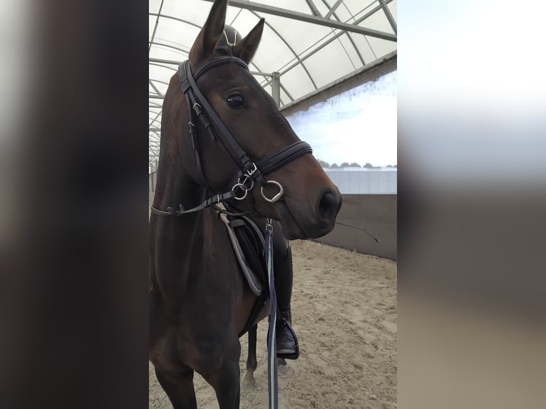 KWPN Klacz 3 lat 155 cm Ciemnogniada in Almere