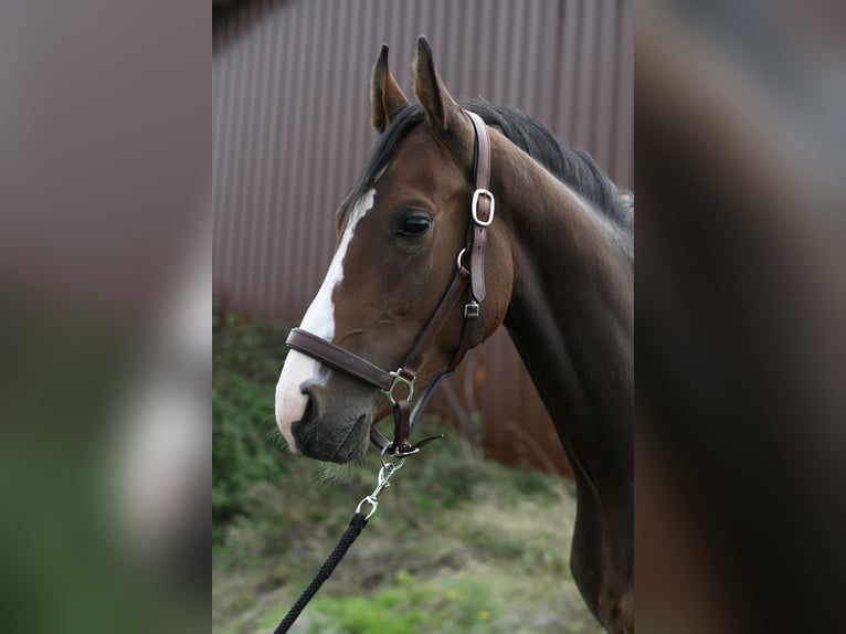KWPN Klacz 3 lat 160 cm Gniada in Geilenkirchen