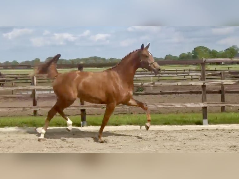 KWPN Klacz 3 lat 160 cm Kasztanowata in Zieuwent