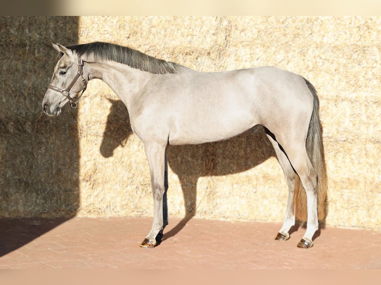 KWPN Klacz 3 lat 161 cm Siwa in Moergestel