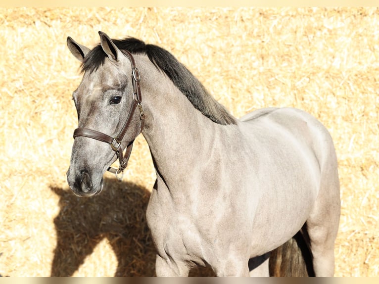 KWPN Klacz 3 lat 161 cm Siwa in Moergestel