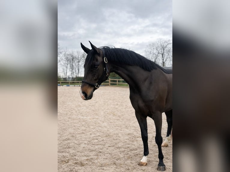 KWPN Klacz 3 lat 162 cm Gniada in Poeldijk