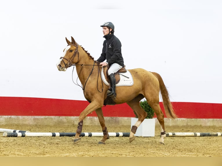 KWPN Klacz 3 lat 162 cm in Waddinxveen