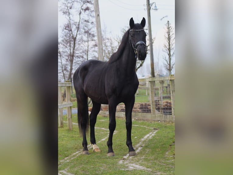 KWPN Klacz 3 lat 163 cm Kara in Groot-Ammers