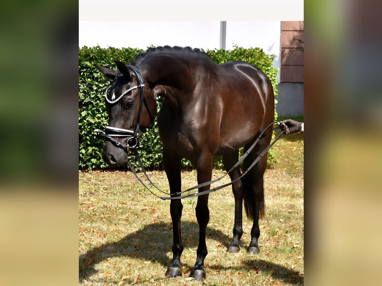 KWPN Klacz 3 lat 163 cm Kara in Neuss