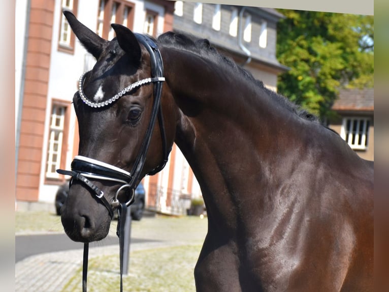 KWPN Klacz 3 lat 163 cm Kara in Neuss