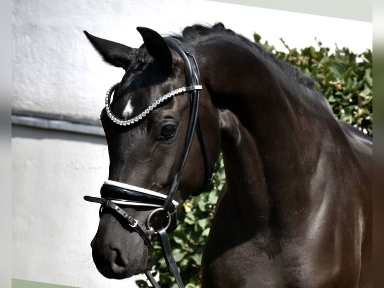 KWPN Klacz 3 lat 163 cm Kara in Neuss