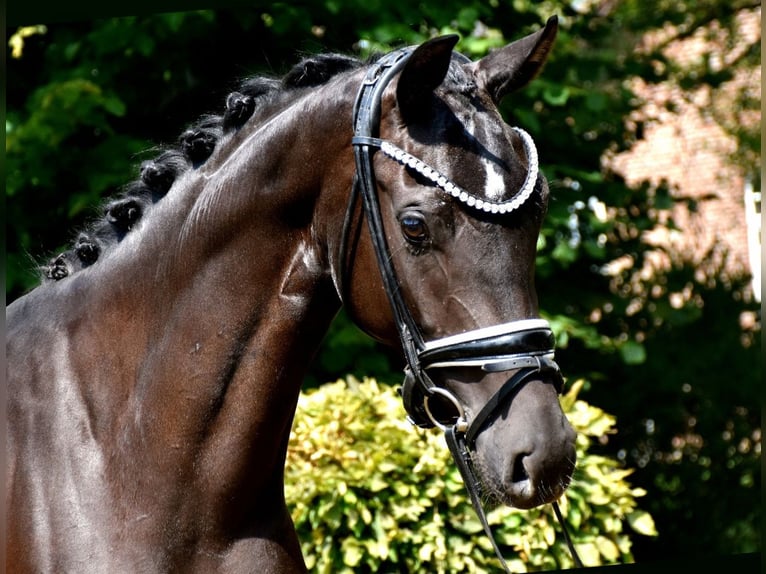 KWPN Klacz 3 lat 163 cm Kara in Neuss