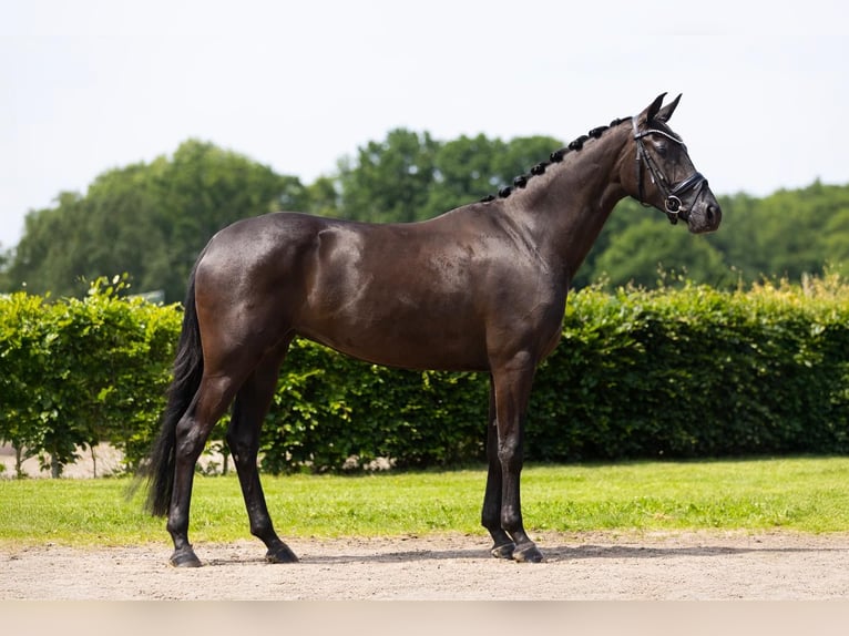 KWPN Klacz 3 lat 163 cm Kara in Vledderveen