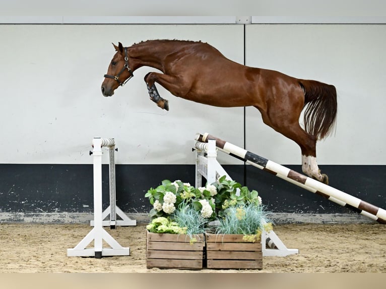 KWPN Klacz 3 lat 163 cm  in Bladel