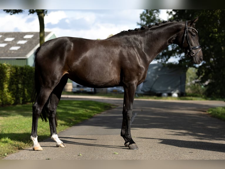 KWPN Klacz 3 lat 164 cm Ciemnogniada in Bennekom